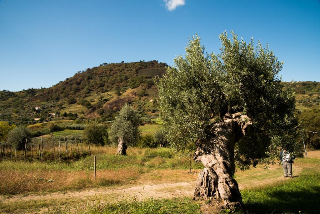 Agriturismo U' Casinu dà Scala Campora San Giovanni Exterior foto